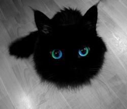 User Profile: ApplePudding