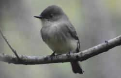 User Profile: silverWings11