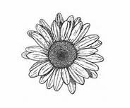 User Profile: softwallflower