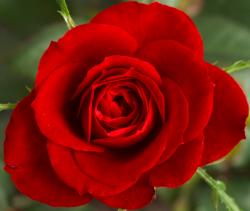 User Profile: RosePetal13
