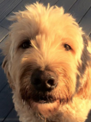 User Profile: TheOpenHeart
