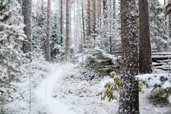User Profile: Chrismas