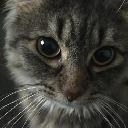 User Profile: AmberPurr