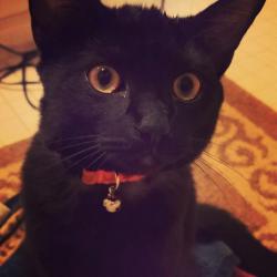 Profile: MeowTalk