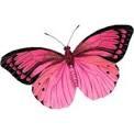 Profile: PinkButterfly30