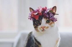 User Profile: xxAbbyCat