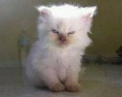 User Profile: MittenKitten