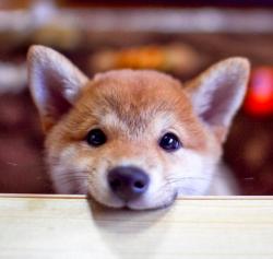 Profile: MerryShibe