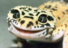 User Profile: LizardPerson