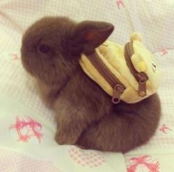 User Profile: LazyBunnyLady