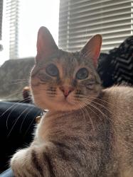 Profile: LovelyKittyCat