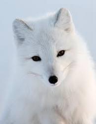 Profile: ArcticFox89