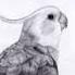 Profile: BirdyThePhoenix
