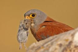 User Profile: listeningDuckie