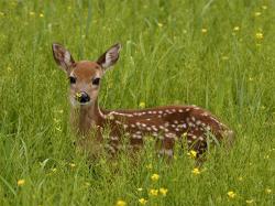 Profile: incredibleDeer64