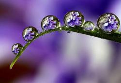 User Profile: mellifluous7559
