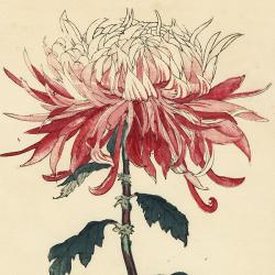 User Profile: OpalOrchid
