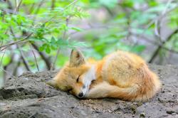 Profile: UtopianMidgardianSanctuary