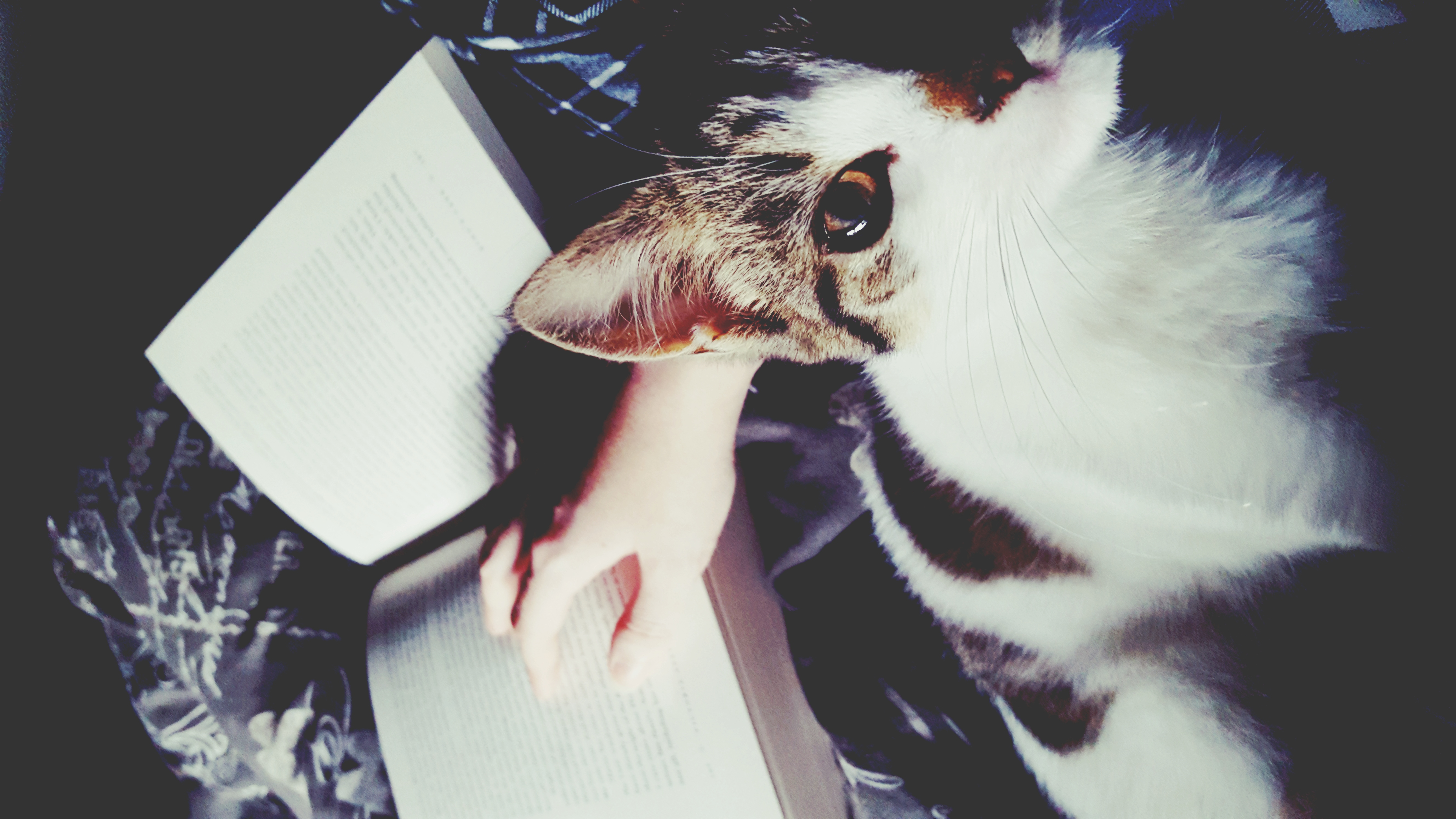 Profile: TheTumblrGirl