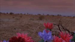 Profile: aflameaflower
