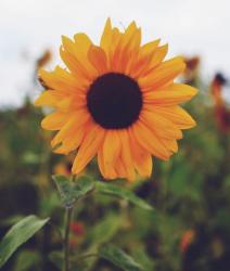 User Profile: LavenderLight22