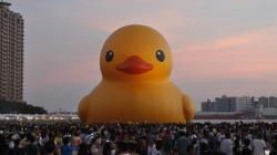 User Profile: psyduck1225
