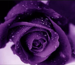 User Profile: Amethyste