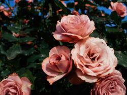 Profile: lovely15