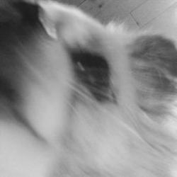 User Profile: ehChihuahua
