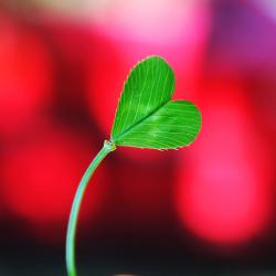 User Profile: SeedOfHope