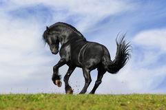 Profile: succourears