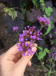 User Profile: FlowerCrownss