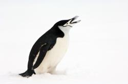 User Profile: MllePenguin