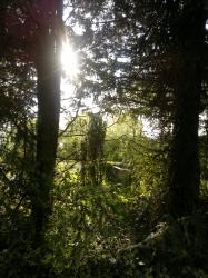 User Profile: Ginseng