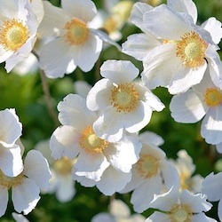 User Profile: GracieTheKid