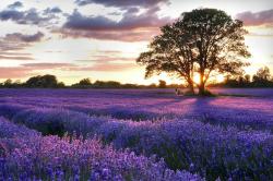 User Profile: TranquilLavenderFields