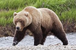 User Profile: CalmGrizzly
