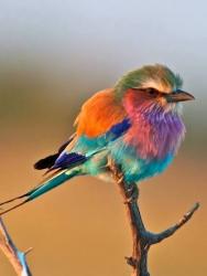 User Profile: FlyingBird36