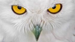 User Profile: supportiveOwl