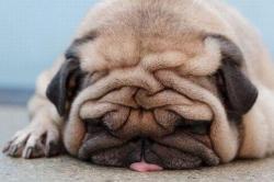 User Profile: LittlePug