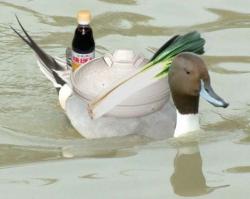 Profile: negiducky
