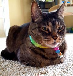 Profile: PrincessDove13
