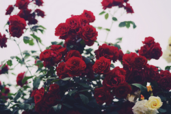Profile: Aithusa95