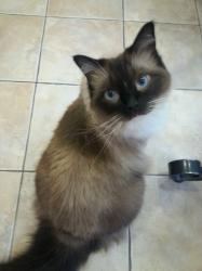 Profile: ACatinthematrix