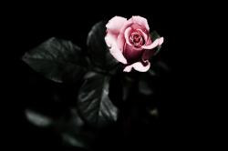 User Profile: gracefulPresence64