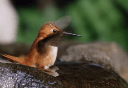 Profile: HummingWisdom179