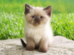 Profile: FriendlyKitten