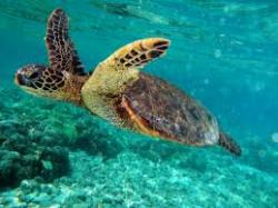 Profile: majesticturtle33