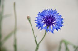 User Profile: BlueCornflower