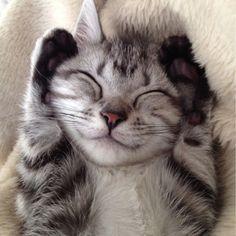 User Profile: CozyCatCorner